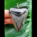 5.4 cm dark tooth of the Megalodon as a pendant