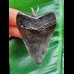 5.4 cm dark tooth of the Megalodon as a pendant