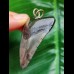5.4 cm dark tooth of the Megalodon as a pendant