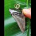 5.4 cm dark tooth of the Megalodon as a pendant