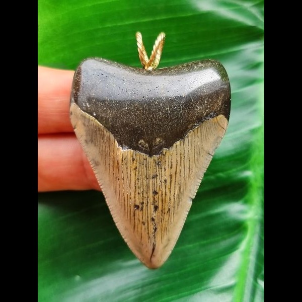 5.4 cm grey tooth of the Megalodon as a pendant
