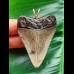 5.4 cm grey tooth of the Megalodon as a pendant