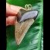 5.4 cm grey tooth of the Megalodon as a pendant