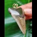 5.4 cm grey tooth of the Megalodon as a pendant