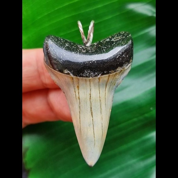 4.9 cm Mako shark tooth pendant