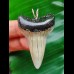 4.9 cm Mako shark tooth pendant