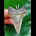 4.9 cm Mako shark tooth pendant