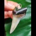 4.9 cm Mako shark tooth pendant