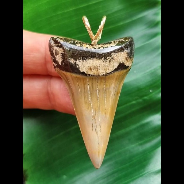 5.0 cm grey-brown Mako shark tooth pendant