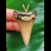 5.0 cm grey-brown Mako shark tooth pendant