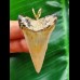 5.0 cm grey-brown Mako shark tooth pendant