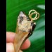 5.0 cm grey-brown Mako shark tooth pendant