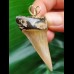 5.0 cm grey-brown Mako shark tooth pendant