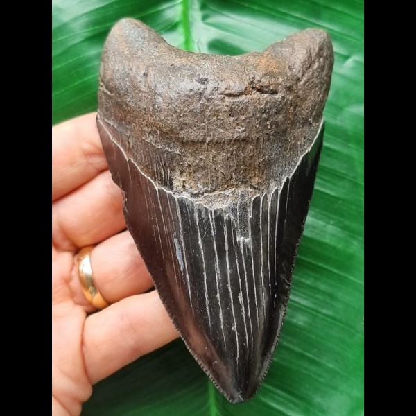 11.6 cm dark tooth of the Megalodon
