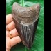 11.6 cm dark tooth of the Megalodon