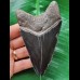 11.6 cm dark tooth of the Megalodon