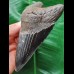 11.6 cm dark tooth of the Megalodon