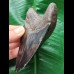 11.6 cm dark tooth of the Megalodon