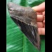 11.6 cm dark tooth of the Megalodon