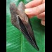11.6 cm dark tooth of the Megalodon