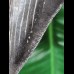 11.6 cm dark tooth of the Megalodon
