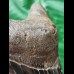 11.6 cm dark tooth of the Megalodon
