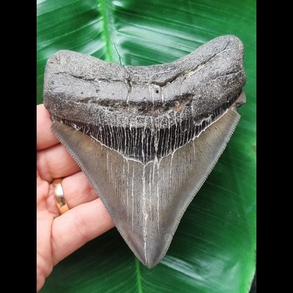 11,3 cm graublauer Zahn des Megalodon