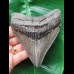 11,3 cm graublauer Zahn des Megalodon
