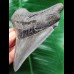 11,3 cm graublauer Zahn des Megalodon