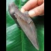 11,3 cm graublauer Zahn des Megalodon