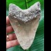 12,3 cm grauer gebogener Zahn des Megalodon
