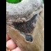 12,3 cm grauer gebogener Zahn des Megalodon