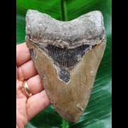 12,3 cm grauer gebogener Zahn des Megalodon