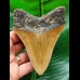11.7 cm brown symmetrical tooth of the Megalodon
