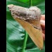 11.7 cm brown symmetrical tooth of the Megalodon