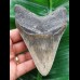 11,4 cm grau-blauer Zahn des Megalodon