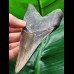 11,4 cm grau-blauer Zahn des Megalodon