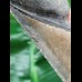 11,4 cm grau-blauer Zahn des Megalodon