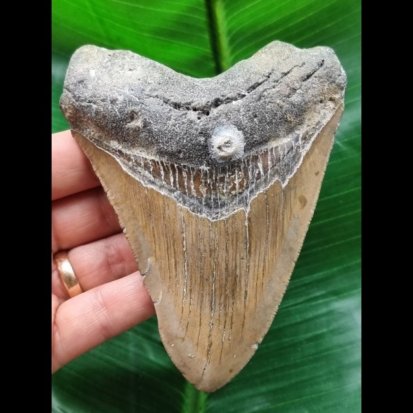 11.4 cm brown tooth of the Megalodon