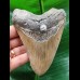 11.4 cm brown tooth of the Megalodon
