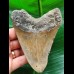 11.4 cm brown tooth of the Megalodon