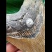 11.4 cm brown tooth of the Megalodon
