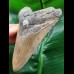 11.4 cm brown tooth of the Megalodon