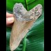 11.4 cm brown tooth of the Megalodon