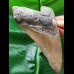 11.4 cm brown tooth of the Megalodon
