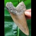 11.4 cm brown tooth of the Megalodon