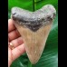 10,8 cm schön erhaltener Zahn des Megalodon