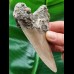 10,8 cm schön erhaltener Zahn des Megalodon