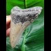 10,0 cm  blau-grauer Zahn des Megalodon