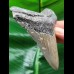10,0 cm  blau-grauer Zahn des Megalodon